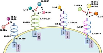 IL-1 Family Cytokine Regulation of Vascular Permeability and Angiogenesis